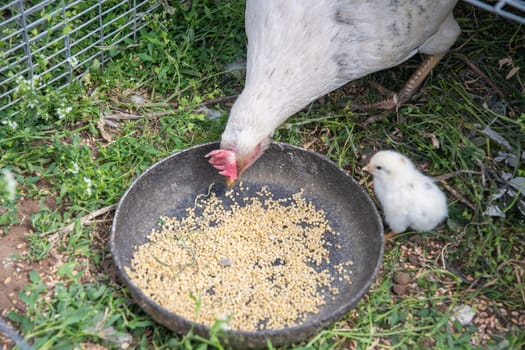 white hen teaches her only chick to peck millet from a bowl placed on the grass, the child looks at its mother, a scene showing life on a farm and the care of poultry.