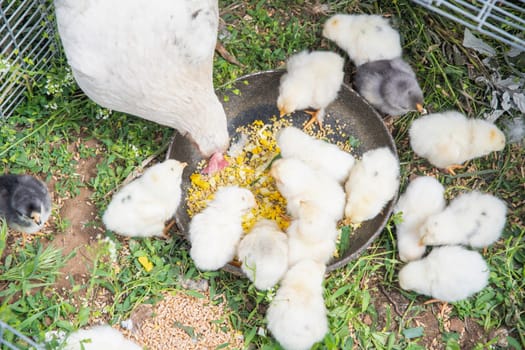 White hen and many fluffy, colorful chicks eat grain from a bowl placed on a grassy area outdoors, Farmyard scene,