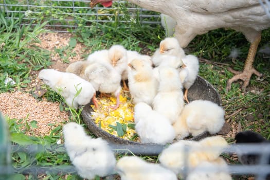 white hen takes care of her chicks and teaches them to peck millet and crushed boiled egg from a bowl placed on the grass in a small wire cage, scene showing farm life and the care of poultry,