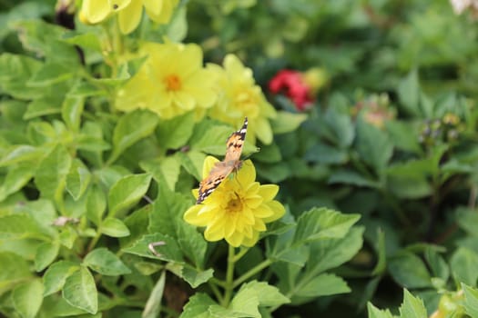 beautiful yellow and red flowers in the garden, botanical view, plant, flora summer autumn nature green leaves background landscape. High quality photo