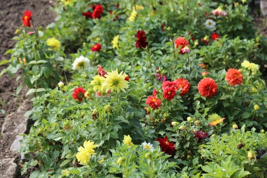 beautiful yellow and red flowers in the garden, botanical view, plant, flora summer autumn nature green leaves background landscape. High quality photo