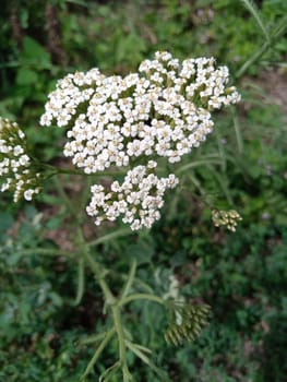 Clusters of small white flowers are blooming on a tall green stem in a vibrant garden. The lush greenery surrounds the delicate blossoms, creating a peaceful summer atmosphere.