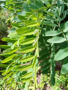 Bright green leaves display intricate patterns and textures. Sunlight filters through the foliage, highlighting the vibrancy of the plant in a natural outdoor setting.