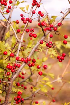 Red berries growing on a branch in nature. Ripe berries of hunger. Close-up of berries, on a sunny day.