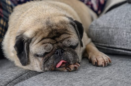 A pug rests peacefully on a grey couch, savoring a moment of tranquility in a cozy indoor space.