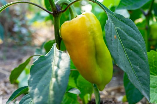 A yellow bell pepper hangs from a healthy green plant in a garden during daylight. Sunlight highlights the curves and texture of the pepper, surrounded by lush foliage.