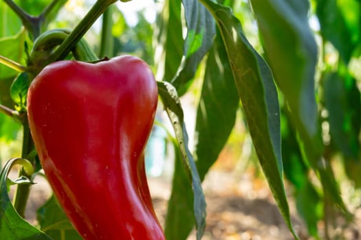 A ripe red bell pepper hangs from a green plant in a sunny vegetable garden. The rich foliage surrounds the pepper, indicating a healthy growing environment in mid-summer.