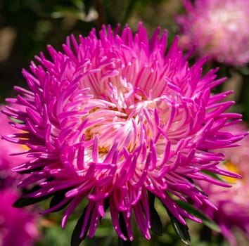 A vibrant pink aster flower showcases its intricate petal structure under bright sunlight. Surrounded by green foliage, it adds beauty to a lush garden setting in the summertime.