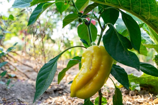 A vibrant yellow pepper hangs from its plant in a garden. Sunlight filters through leaves, creating a warm and inviting atmosphere in the lush green surroundings.