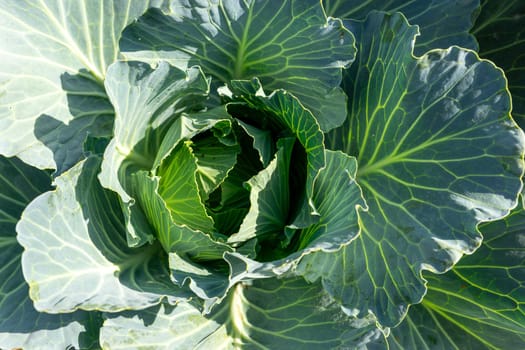 Lush green cabbage with vibrant leaves is thriving in a vegetable garden. The sunlight enhances the texture and color of the leaves, showcasing healthy growth in summer.
