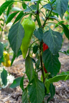 Bell peppers in various stages of ripeness thrive on a healthy plant surrounded by lush green foliage under bright sunlight. This vibrant garden is alive with agricultural beauty.