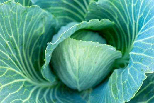 A vibrant green cabbage is nestled among its large, textured leaves, showcasing the intricate details of its formation in a sunny garden, capturing nature's bounty and freshness.