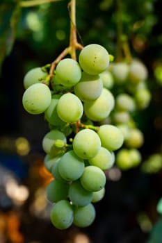 A close-up of green grapes clusters hanging on the vine, illuminated by sunlight. The lush green leaves create a vibrant backdrop typical of a summer vineyard.