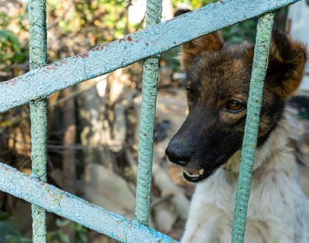 A stray dog with a mix of brown and white fur peers curiously through the bars of a rusty metal fence in an urban setting. The sunlight highlights its attentive expression.