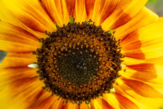 Bright sunflower blooms under the summer sun, showcasing its striking yellow petals and intricate center filled with seeds. Nature thrives in this lively scene of growth.