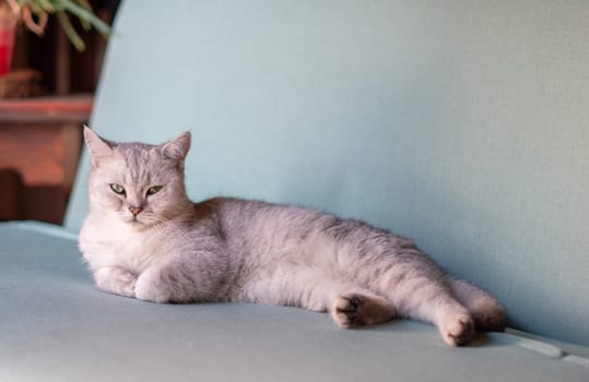 sleepy scottish straight gray kitten resting calmly on blue sofa in room with front paws folded, concept of comfort and warmth for pet,looking at the camera,