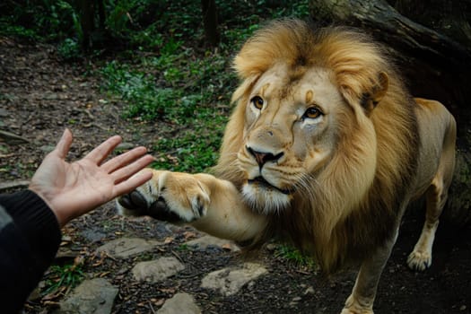 A person is reaching out to a lion. The lion is looking at the person and he is curious