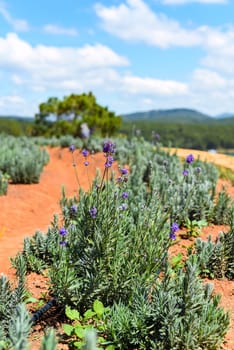 Lavender field with fresh bushes against lake and mountains in Da Lat Vietnam