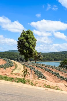 Lavender field with fresh bushes against lake and mountains in Da Lat Vietnam