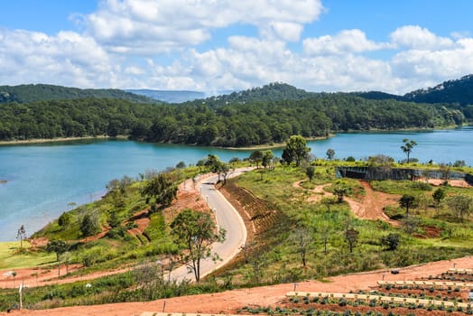 Lavender field with fresh bushes against lake and mountains in Da Lat Vietnam