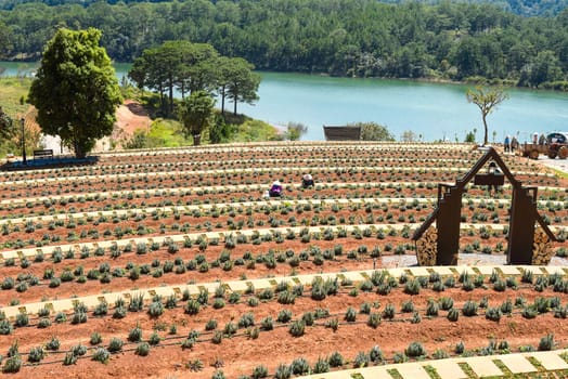 Lavender field with fresh bushes against lake and mountains in Da Lat Vietnam