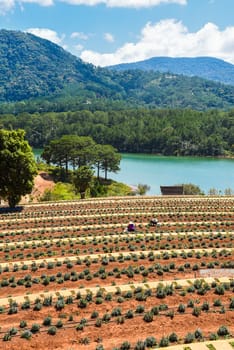 Lavender field with fresh bushes against lake and mountains in Da Lat Vietnam