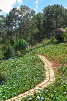 Pathway through hydrangea flower beds and pine trees in Da Lat Vietnam