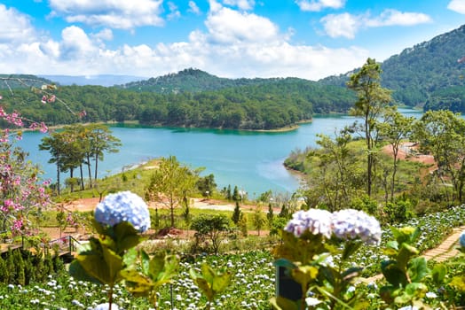 Lavender field with fresh bushes against lake and mountains in Da Lat Vietnam