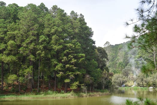 Pine forest near lake in Da Lat city in Vietnam