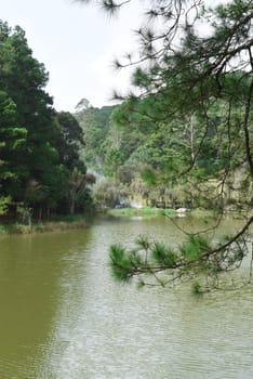 Pine forest near lake in Da Lat city in Vietnam