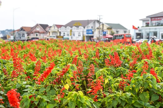 Many Salvia splendens or scarlet sage flowers growing in Da Lat city in Vietnam