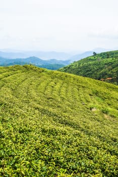 Tea crop in tea hill in Da Lat Vietnam