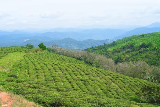Tea crop in tea hill in Da Lat Vietnam