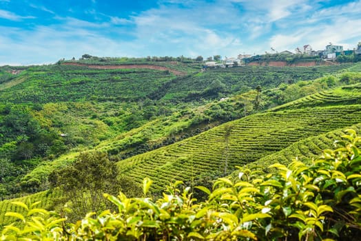 Hills and plantations with steam and clouds of Da Lat city in Vietnam