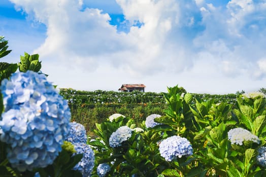 Hydrangea field against the  greenhouses and plantations in the city of Da Lat in Vietnam