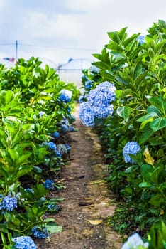 Hydrangea field against the  greenhouses and plantations in the city of Da Lat in Vietnam