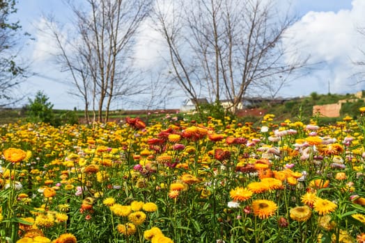 Field of Xerochrysum bracteatum, commonly known as the golden everlasting or strawflower