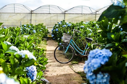 Hydrangea field against the  greenhouses and plantations in the city of Da Lat in Vietnam