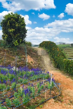 Salvia nemorosa plant growing in Da Lat in Vietnam