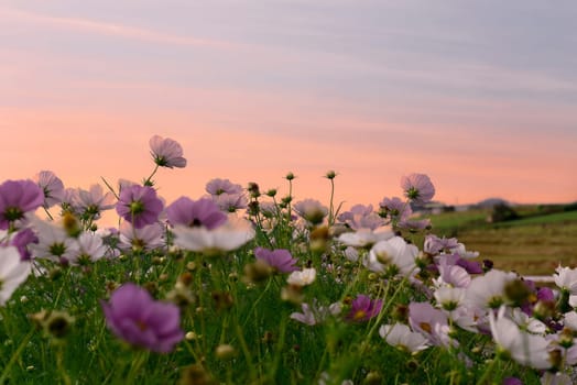 Cosmos flowers against fields in Da Lat with copy space as background