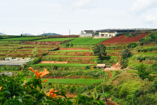 Hills and plantations of Da Lat city in Vietnam
