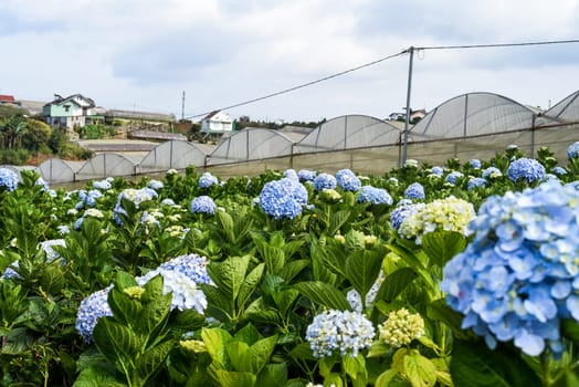 Hydrangea field against the  greenhouses and plantations in the city of Da Lat in Vietnam
