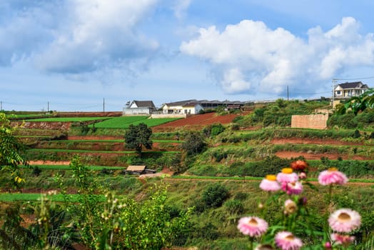 Hills and plantations of Da Lat city in Vietnam