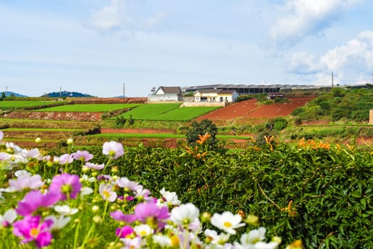 Hills and plantations of Da Lat city in Vietnam