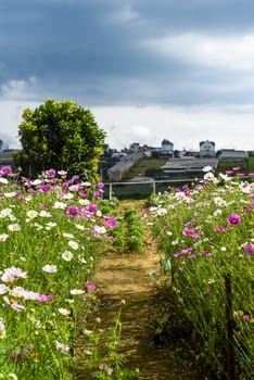 Cosmos flowers against fields in Da Lat with copy space as background