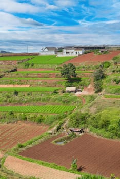 Hills and plantations of Da Lat city in Vietnam