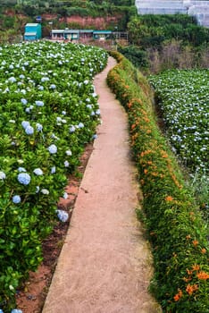 Hydrangea flowers and Pyrostegia venusta on pathway in the city of Da Lat in Vietnam