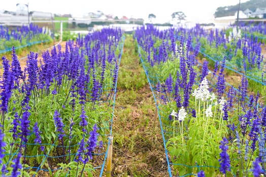 Salvia nemorosa plant growing in Da Lat in Vietnam