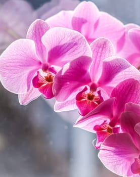 Pink orchid phalaenopsis flowers, macro. Floral background