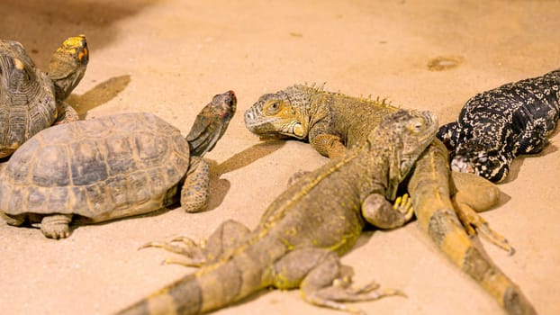 Several reptiles, including green iguanas and tortoises, are resting on the sand in a terrarium, creating a scene of peaceful coexistence